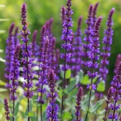 Caradonna Salvia -High country gradens salvia caradonna sage 1