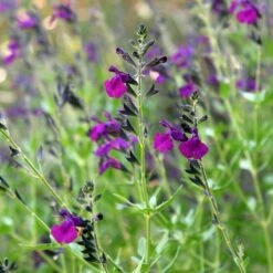 FlowerKisser® Dark Shadows Salvia 10 FlowerKisser® Dark Shadows Salvia -High country gradens salvia flowerkisser dark shadows