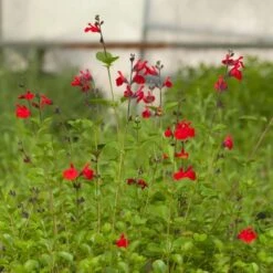 Furman's Red Texas Salvia -High country gradens salvia furmans red garden flower
