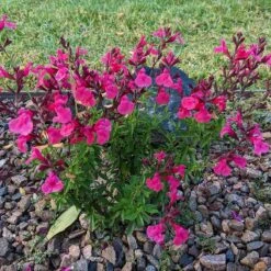Cold Hardy Pink Texas Salvia -High country gradens salvia greggii 2