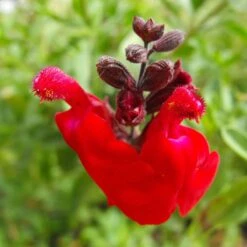 FireSmart Collection - Zone 2 -High country gradens salvia greggii close up