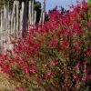 Furman's Red Texas Salvia -High country gradens salvia greggii furmans red flowers