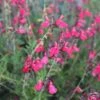 FlowerKisser® Coral-Pink Salvia -High country gradens salvia greggii wwg003 flowerkisser coral pink sage cropped 3