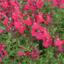 FlowerKisser® Coral-Pink Salvia 7 FlowerKisser® Coral-Pink Salvia -High country gradens salvia greggii wwg3flowerkisser coral pink sage