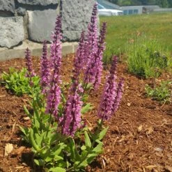 Lyrical™ Rose Salvia -High country gradens salvia lyrical rose office garden