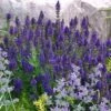 Marcus Dwarf Blue Salvia -High country gradens salvia marcus emmis oure cropped
