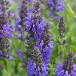 Marcus Dwarf Blue Salvia -High country gradens salvia marcus sq