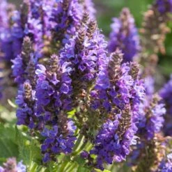 Marcus Dwarf Blue Salvia -High country gradens salvia marcus sq 1