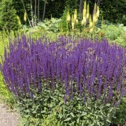 Caradonna Salvia -High country gradens salvia nemorosa caradonna sage 1 1
