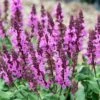 Rose Marvel Salvia 1 Rose Marvel Salvia -High country gradens salvia nemorosa rose marvel salvia 1