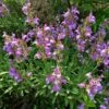 Dwarf Common Sage (Salvia) -High country gradens salvia officinalis minimus 1