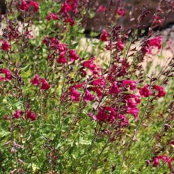 Raspberry Delight® Salvia 7 Raspberry Delight® Salvia -High country gradens salvia raspberry delight bush sage red pink flowers 1