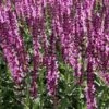 Salvia Collection -High country gradens salvia sylvestris balyricose 678071635 cropped 3