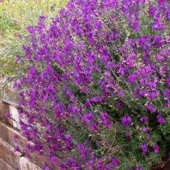 Habitat Hero Birdwatcher Pre-Planned Garden -High country gradens salvia ultra violet over wall pu