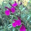 FlowerKisser® Royal Rose Salvia -High country gradens salvia x wwg04 flowerkisser royal rose sage pink blooms