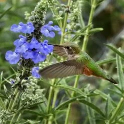 Prairie Salvia 12 Prairie Salvia -High country gradens salvia azurea sq