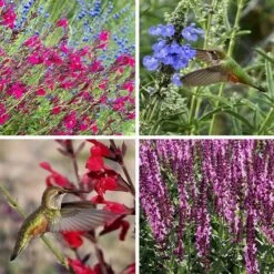 Salvia Collection -High country gradens salvia collection collage