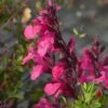 Cold Hardy Pink Texas Salvia 1 Cold Hardy Pink Texas Salvia -High country gradens salvia greggii cold hardy pink 2