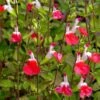 Hot Lips Salvia -High country gradens salvia microphylla hot lips close up of flwrs cc 2