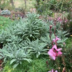 Dwarf Common Sage (Salvia) -High country gradens salvia minima lc img 8468