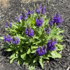 Marcus Dwarf Blue Salvia -High country gradens salvia nemerosa marcus joannabelleville sq
