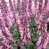 Lyrical™ Rose Salvia -High country gradens salvia nemorosa balyricose
