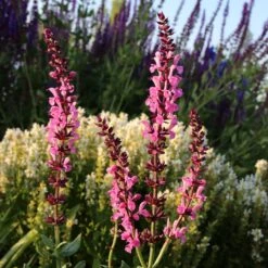 Lyrical™ Rose Salvia -High country gradens salvia sylvestris balyricose 676836163 cropped
