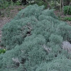 Gray Santolina -High country gradens santolina chamaecyparissus gray santolina spring