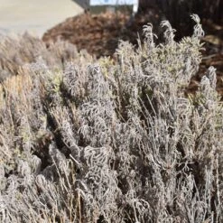 Gray Santolina -High country gradens santolina chamaecyparissus gray santolina winter