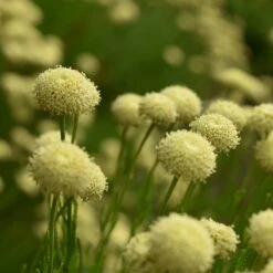 Green Santolina -High country gradens santolina rosmarinifolia green santolina cream summer flowers growing