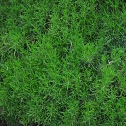 Green Santolina -High country gradens santolina rosmarinifolia green santolina spring foliage