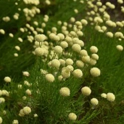 Green Santolina -High country gradens santolina rosmarinifolia green santolina summer cream flowers