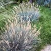 Boulder Blue Fescue Grass