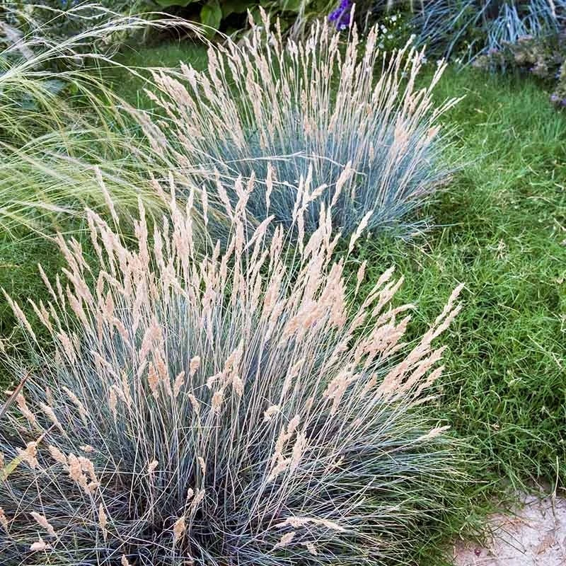 Boulder Blue Fescue Grass 3 Boulder Blue Fescue Grass