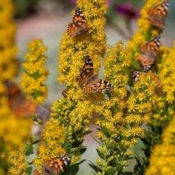 Watershed Wise Pre-Planned Garden -High country gradens saxon holt painted lady with solidago wichita mountains 1