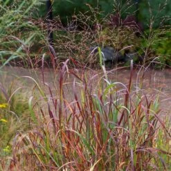Shenandoah Switch Grass -High country gradens saxon holt panicum shenandoah