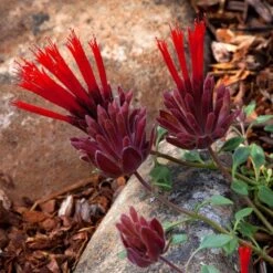 Marian Sampson Scarlet Monardella -High country gradens scarlet monardella marian sampson close up 1