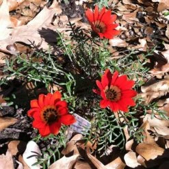 Scarlet Tanager Gazania -High country gradens scarlet tanager african daisy ground trio