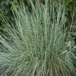 Habitat Hero Birdwatcher Pre-Planned Garden -High country gradens schizachyrium prairie blues wal