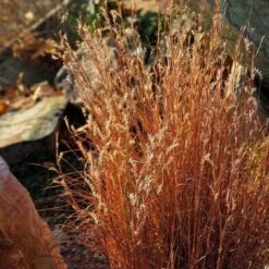 Summer Showstopper Pre-Planned Garden -High country gradens schizachyrium scoparium blaze 3