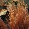 Blaze Little Bluestem Grass -High country gradens schizachyrium scoparium blaze 3 cropped 4