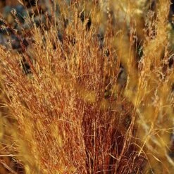 Blaze Little Bluestem Grass -High country gradens schizachyrium scoparium blaze cropped 2
