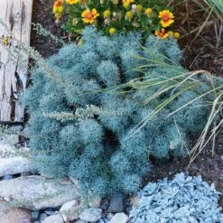 FireSmart Collection - Zone 2 -High country gradens seafoam artemisia sq1