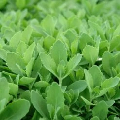 Autumn Fire Sedum -High country gradens sed autumnfire fol northcreek nu