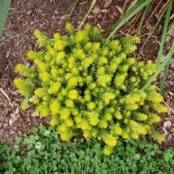 Angelina Sedum -High country gradens sedum angelina 2
