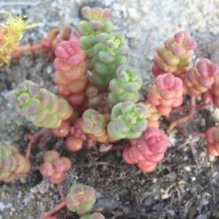 High country gradens -High country gradens sedum globosum old mans bones 1
