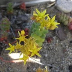 Old Man's Bones Sedum -High country gradens sedum globosum old mans bones flowers 1