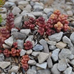Old Man's Bones Sedum -High country gradens sedum globosum old mans bones growing 1