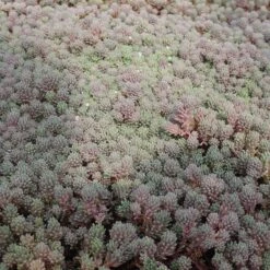 High country gradens -High country gradens sedum hispanicum v minus purpurea old mans bones