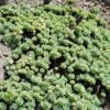 Gray Sedum 1 Gray Sedum -High country gradens sedum pachyclados 1